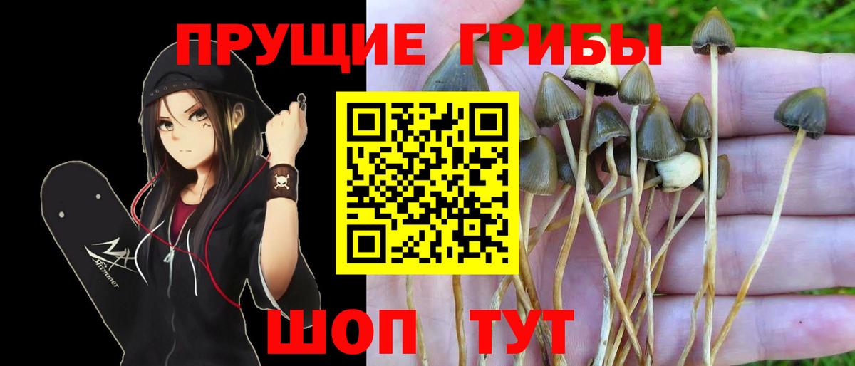 Галлюциногенные грибы MAGIC MUSHROOMS  где купить наркоту  Баксан  Вход с VPN 